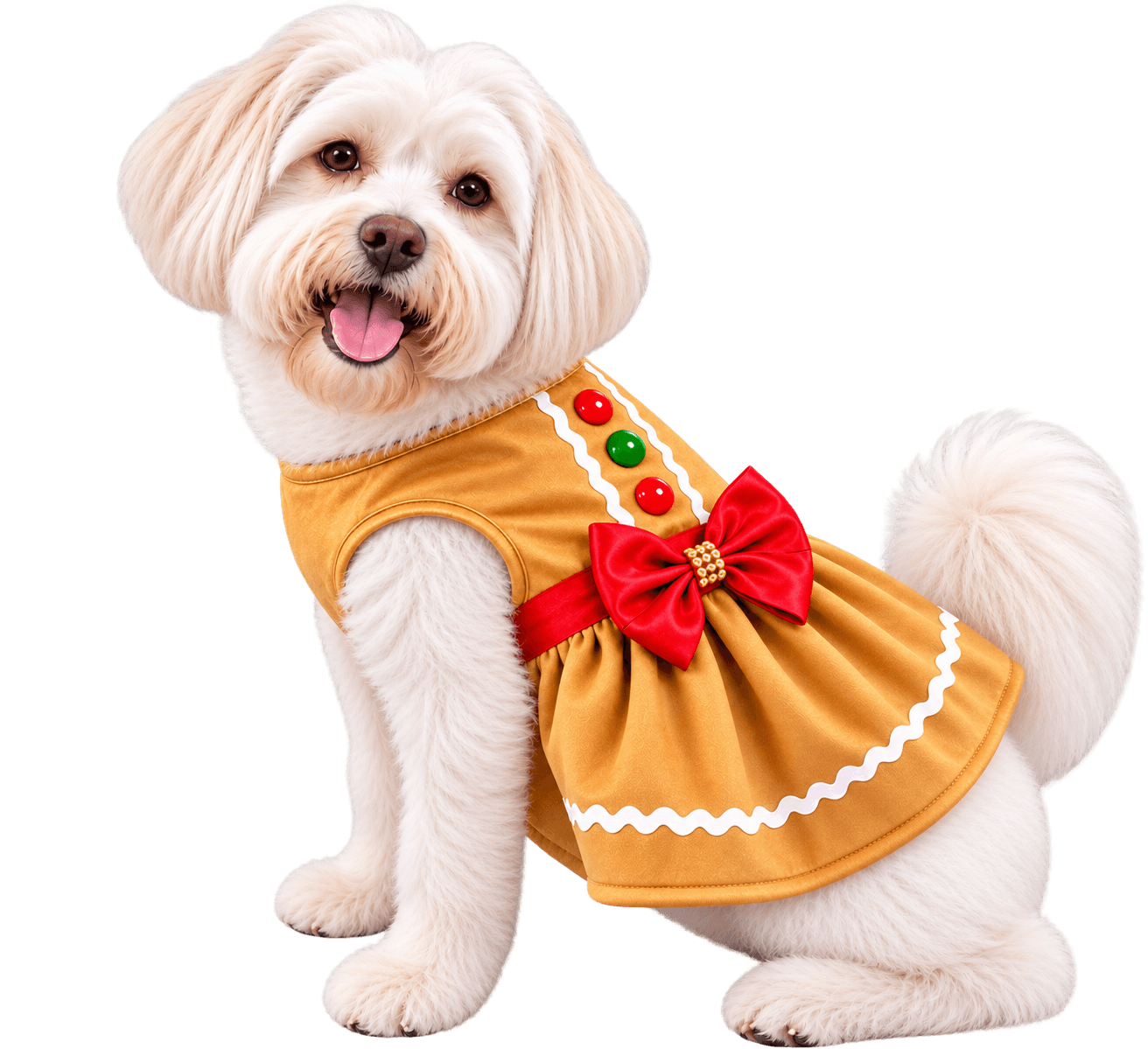 Perrito blanco con vestido de jengibre