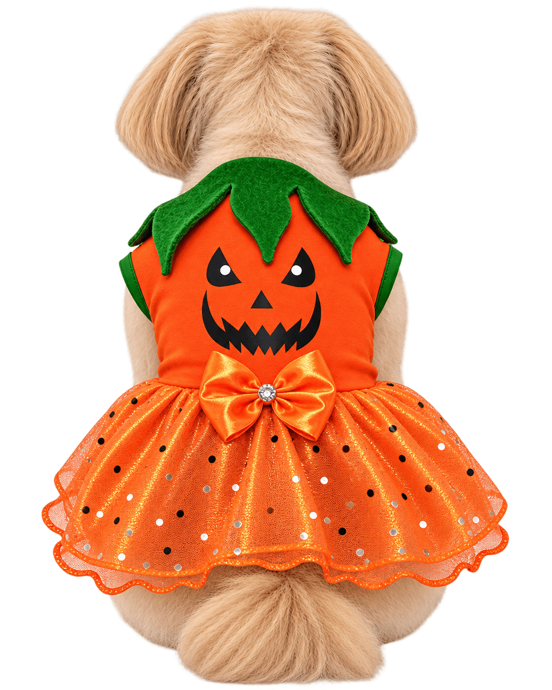 Perrito con Disfraz de Calabaza 🎃
