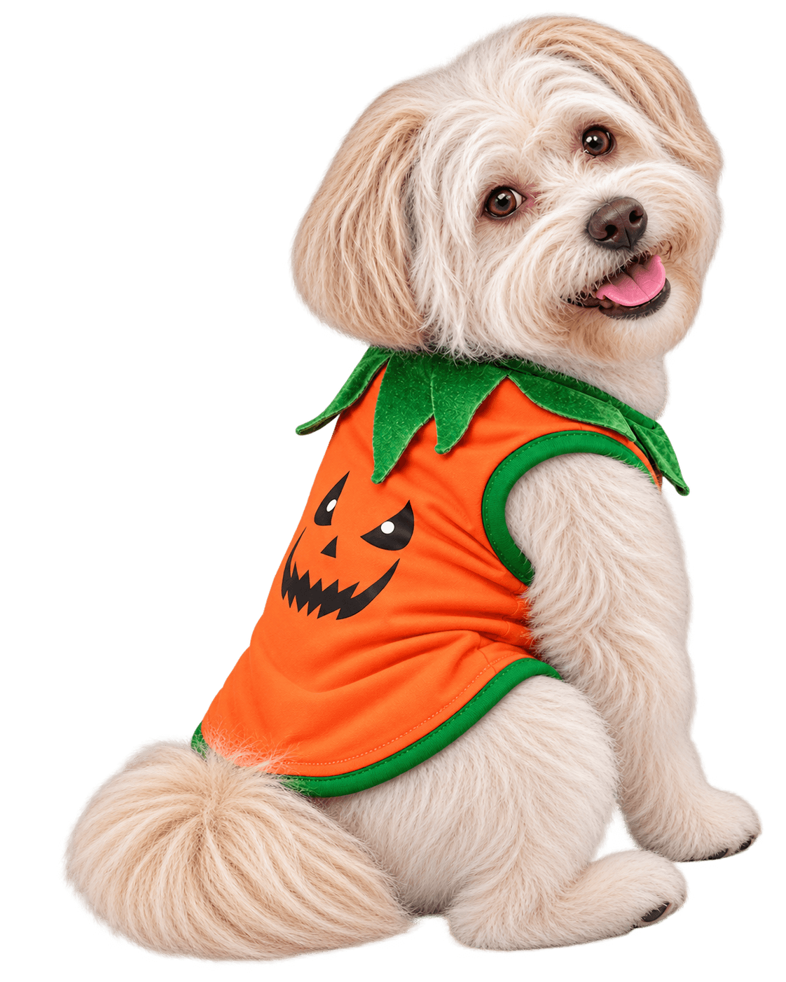 Perrito disfrazado de calabaza de Halloween