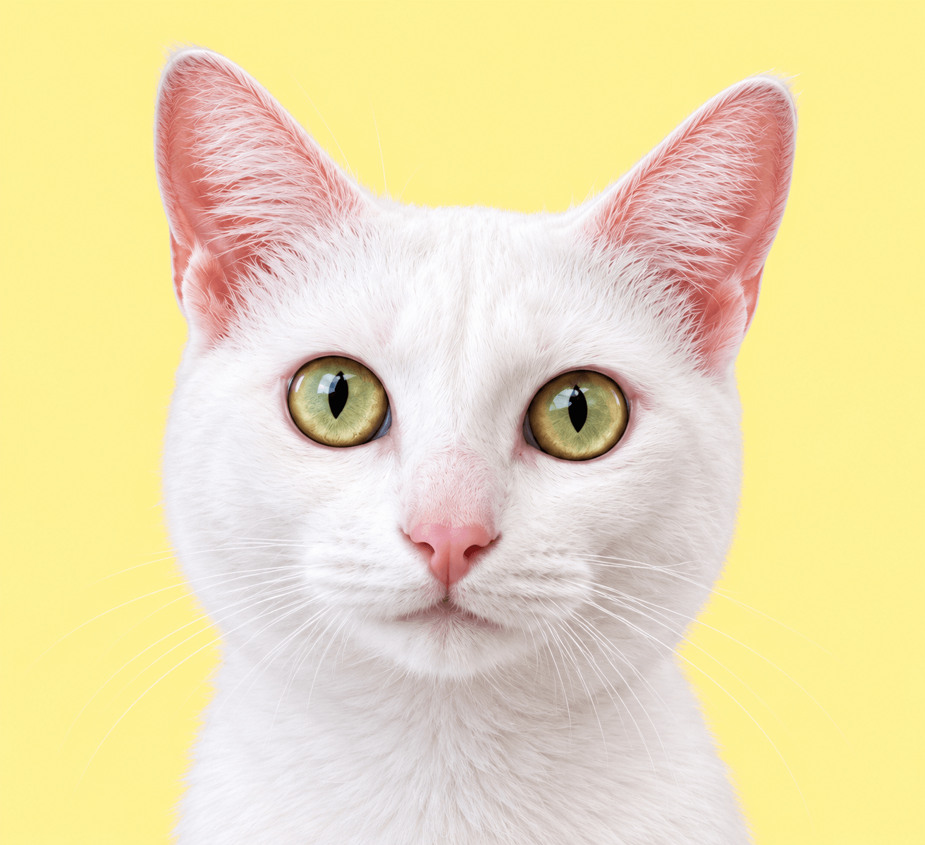 Gato